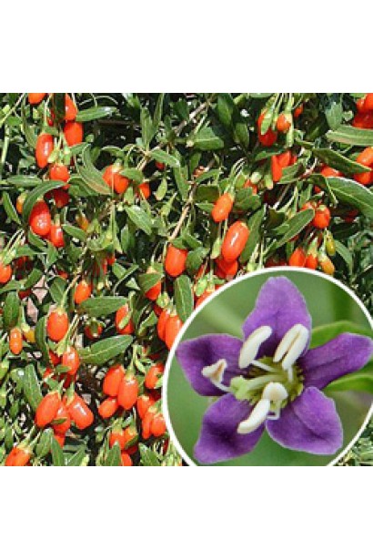 Дереза Цукровий Гігант